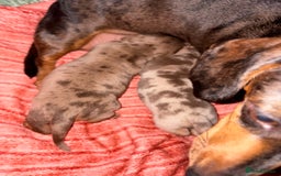 Miniature Dachshund dogs for sale: Stunning miniature dachshunds - Image 5