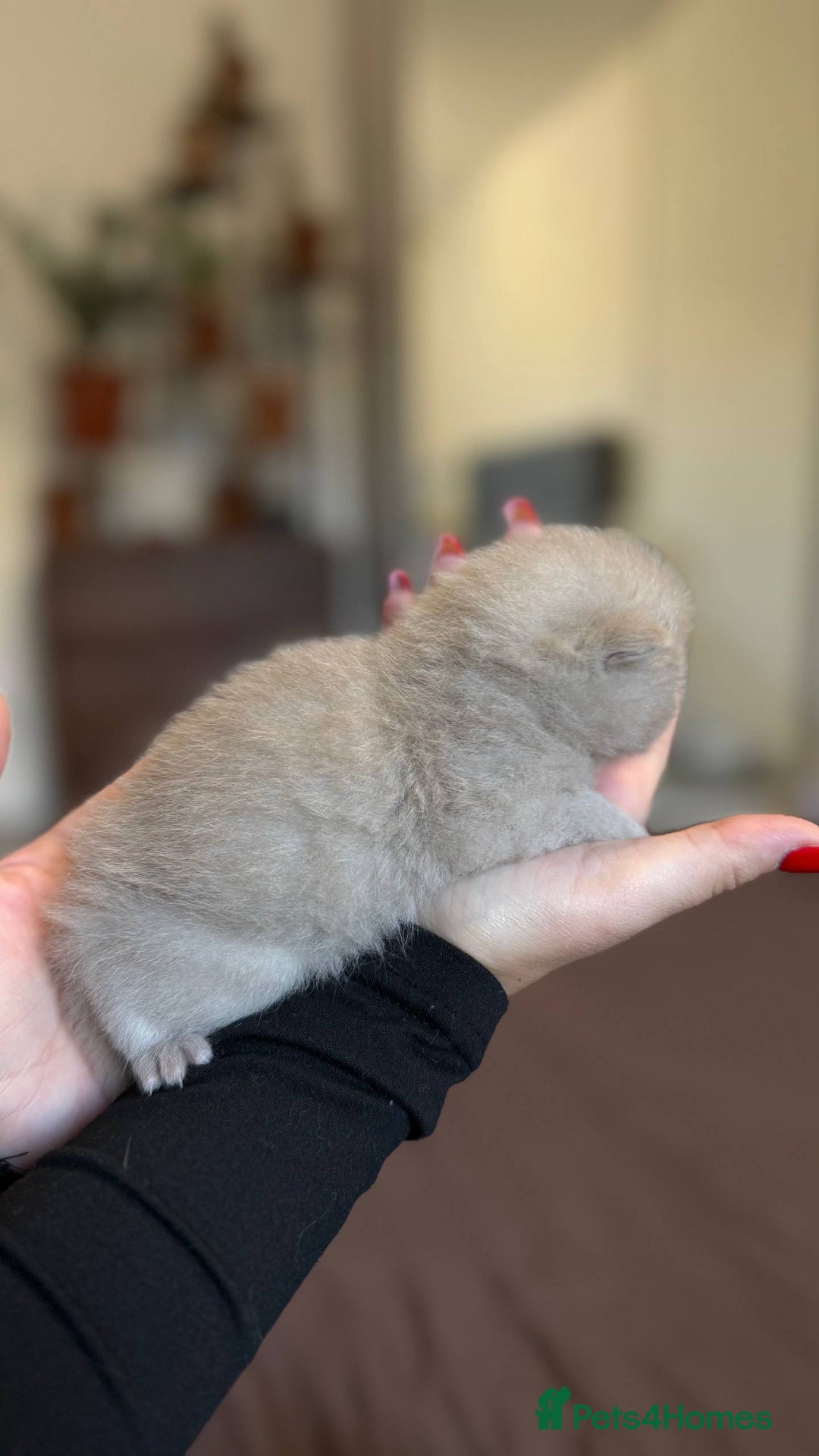 British Shorthair cats for sale: Luxury British Shorthair Kittens | Cinnamon & Fawn - Advert 8