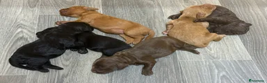 Cockapoo 1