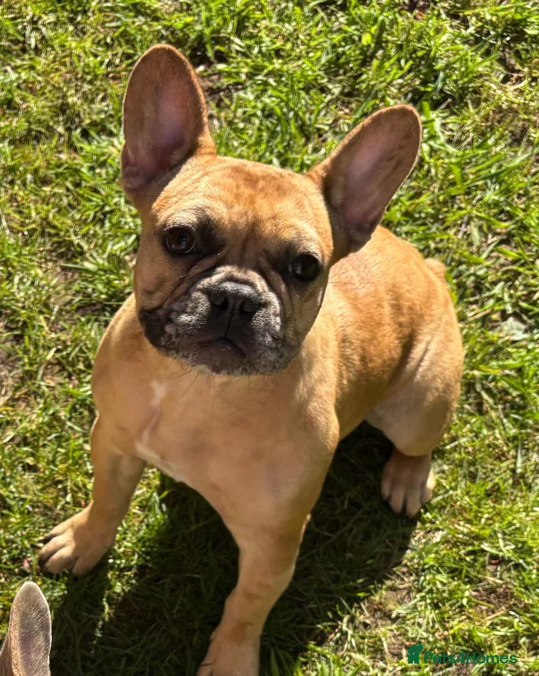 French Bulldog dogs for sale: ABSOLUTELY STUNNING FEMALE FRENCH BULLDOG - Advert 2