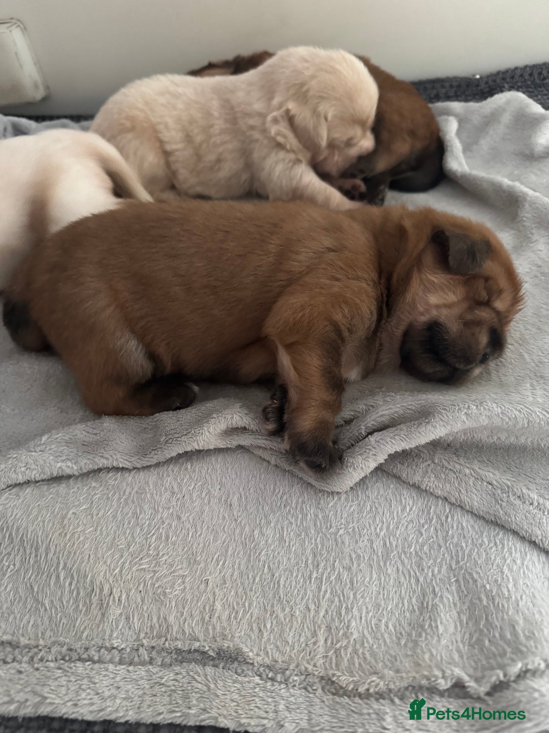 Tibetan Mastiff dogs for sale: Chinese Tibetan mastiff pups  - Image 5