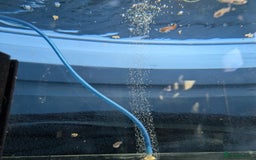 Cichlids fish for sale: Gold edge ram  - Image 4