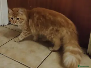 Mixed Breed cats female ginger tabby maine coon cross - Advert 1