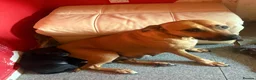 Mixed Breed dogs for sale:  Gorgeous Staffy x Puppies – Ready in 2 Weeks! in Peterborough - Advert 24