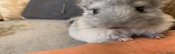 Chinchilla rodents for sale: Chinchilla kits in Brampton - Advert 3