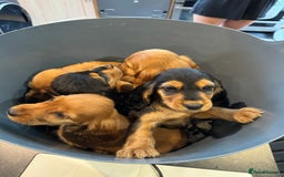 Cocker Spaniel dogs for sale: Show cocker spaniels  - Image 9