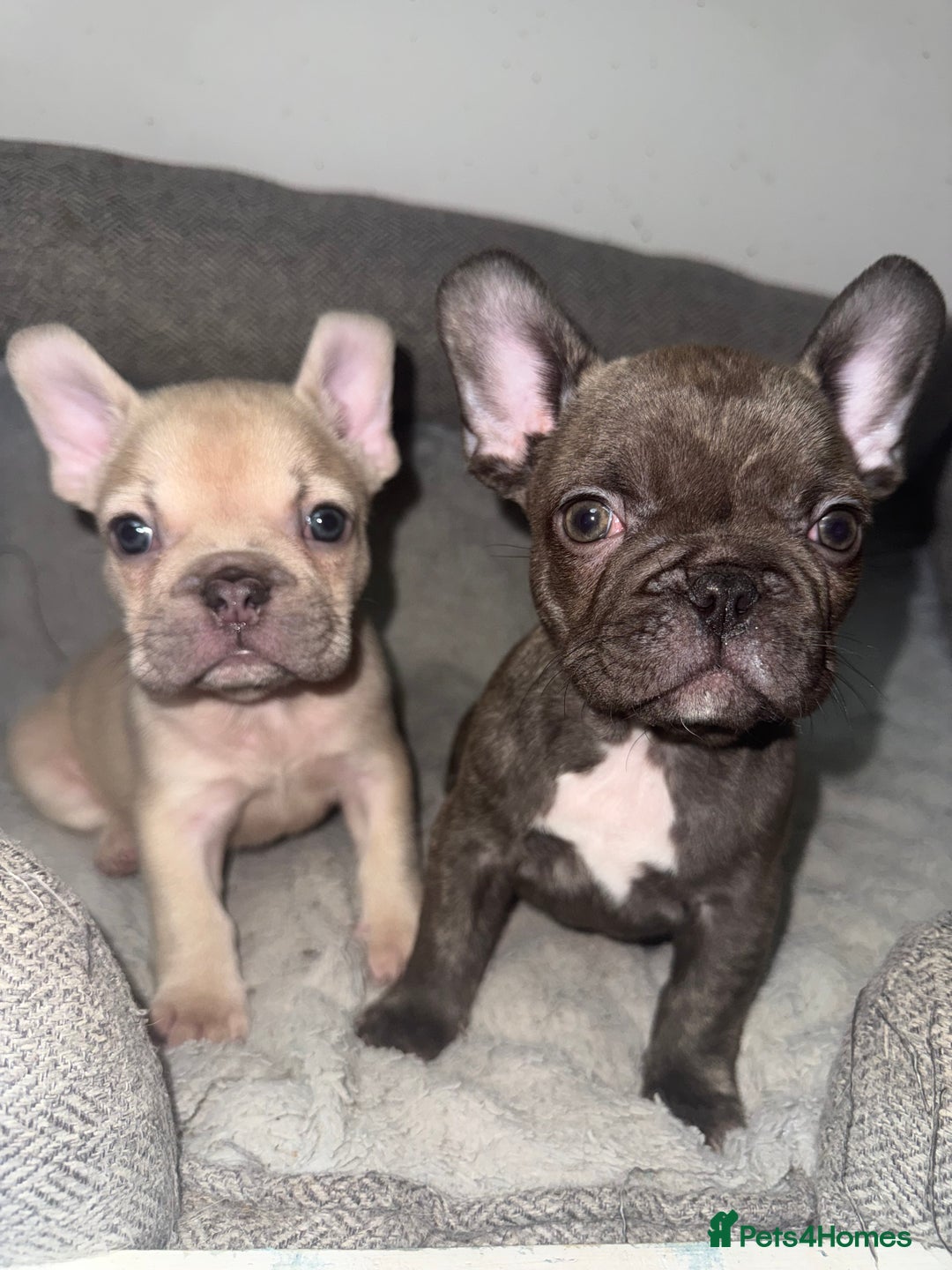 French Bulldog dogs for sale: 🐾 LAST PUPPY AVAILABLE –(Micro-Expected) – £900 - Advert 21