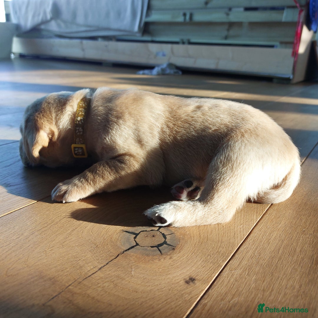 Labrador Retriever dogs for sale: Coco’s Labrador Puppies Seeking Loving Homes - Advert 11