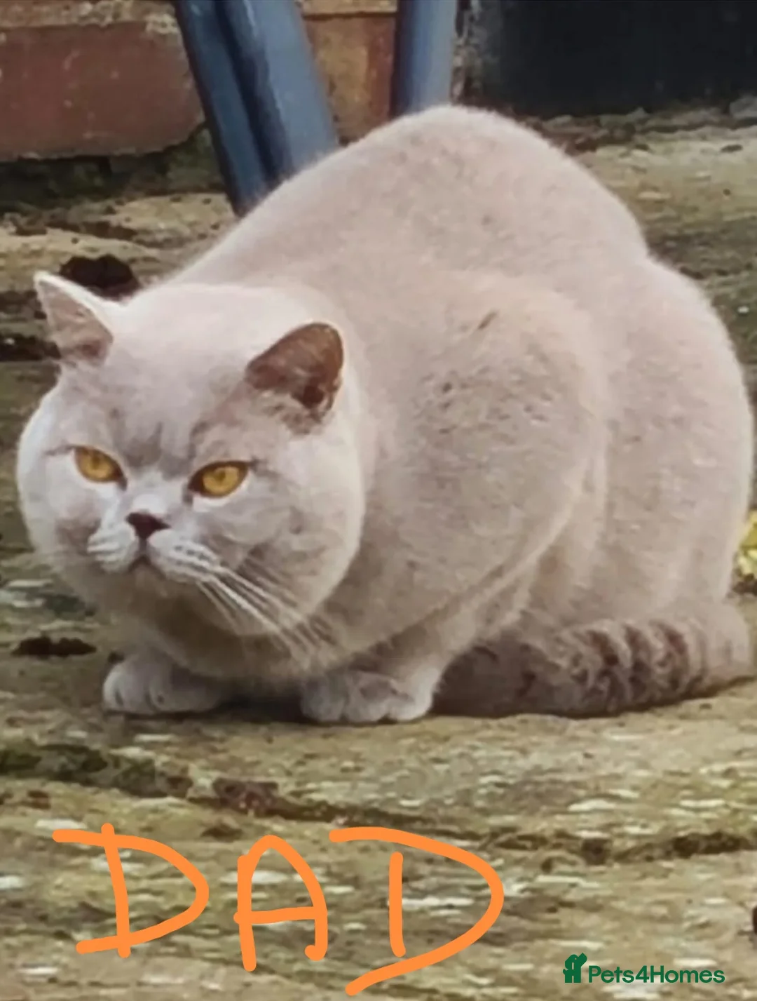 British Shorthair cats for sale: GCCF registered cream and lilac BSH - Advert 15