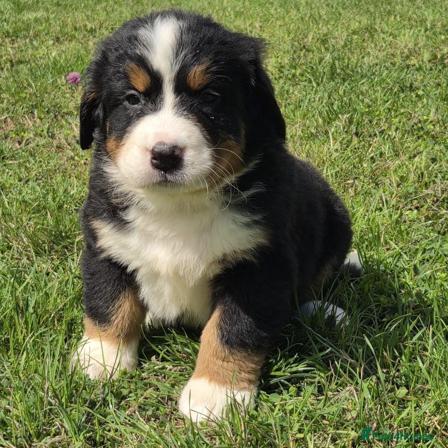 Bernese Mountain Dog dogs Quality Purebred Bernese Mountain Dog Pups  - Advert 4