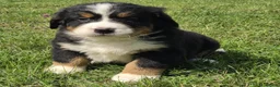 Bernese Mountain Dog dogs for sale: Quality Purebred Bernese Mountain Dog Pups  - Advert 2