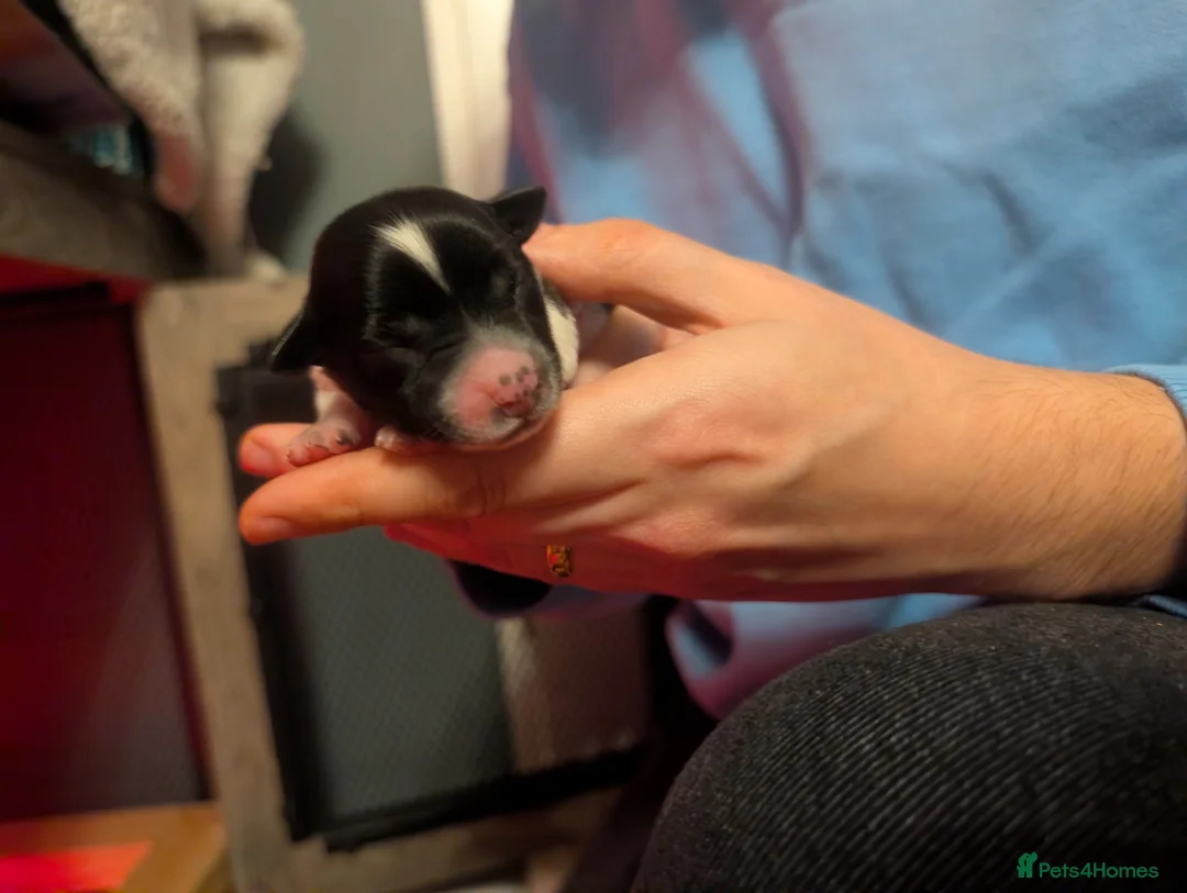 Mixed Breed dogs for sale: Mixed Cockapoo - Advert 26