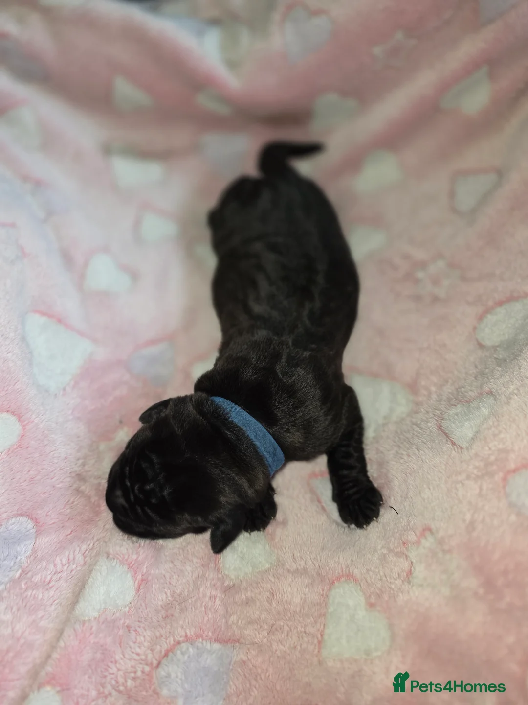 Cane Corso dogs for sale: Cane corso puppies - Advert 13