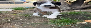 Mixed Breed 1