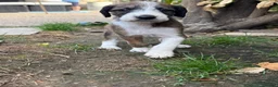 Mixed Breed dogs for sale: Bedlington x  Whippet Puppies  - Advert 9