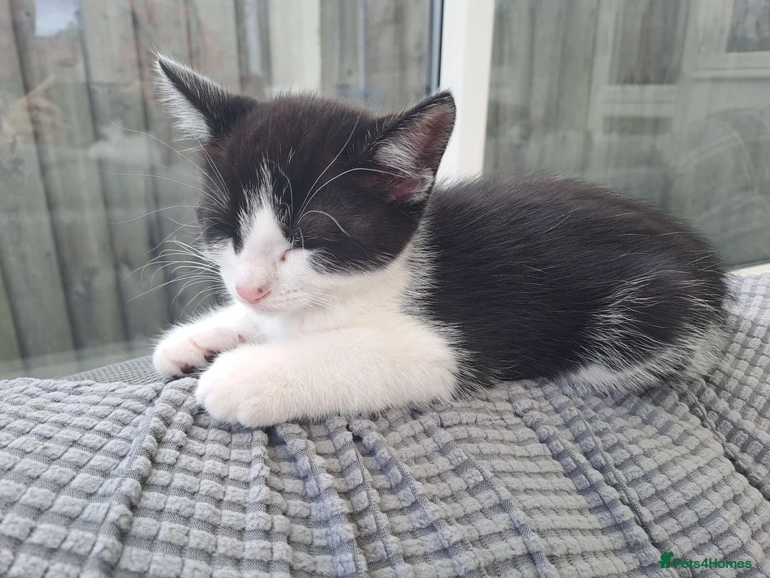 British Longhair cats for sale: 1 little girl left. Domestic long-hair  - Advert 2
