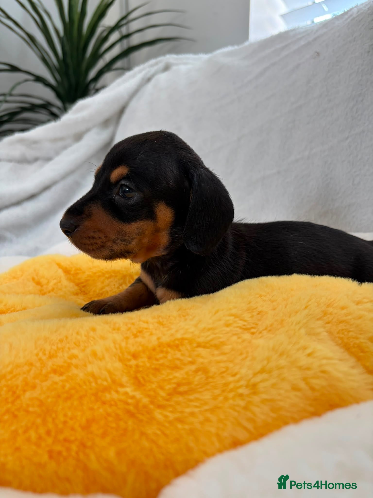 Miniature Dachshund dogs Miniature Dachshund  - Advert 1