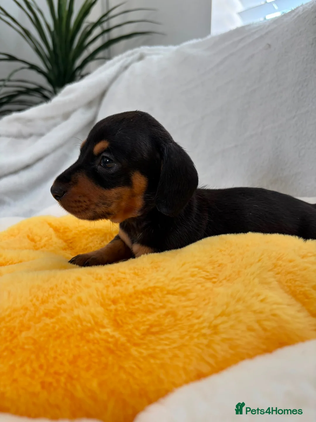 Miniature Dachshund dogs for sale: Miniature Dachshund  - Advert 1