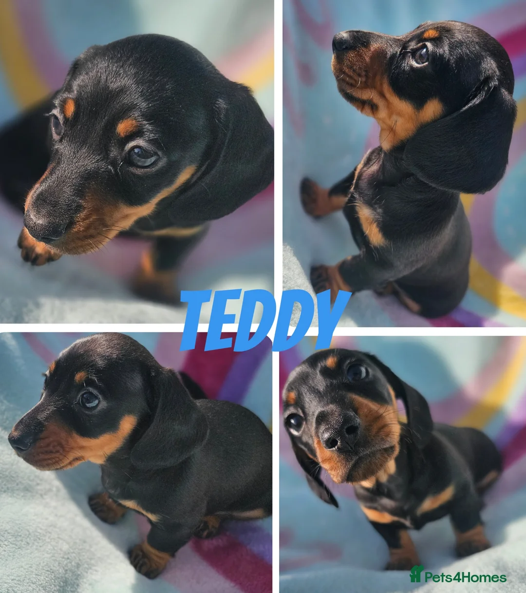 Dachshund dogs for sale: Beautiful dachshund puppies READY NOW  in Tredegar - Advert 2