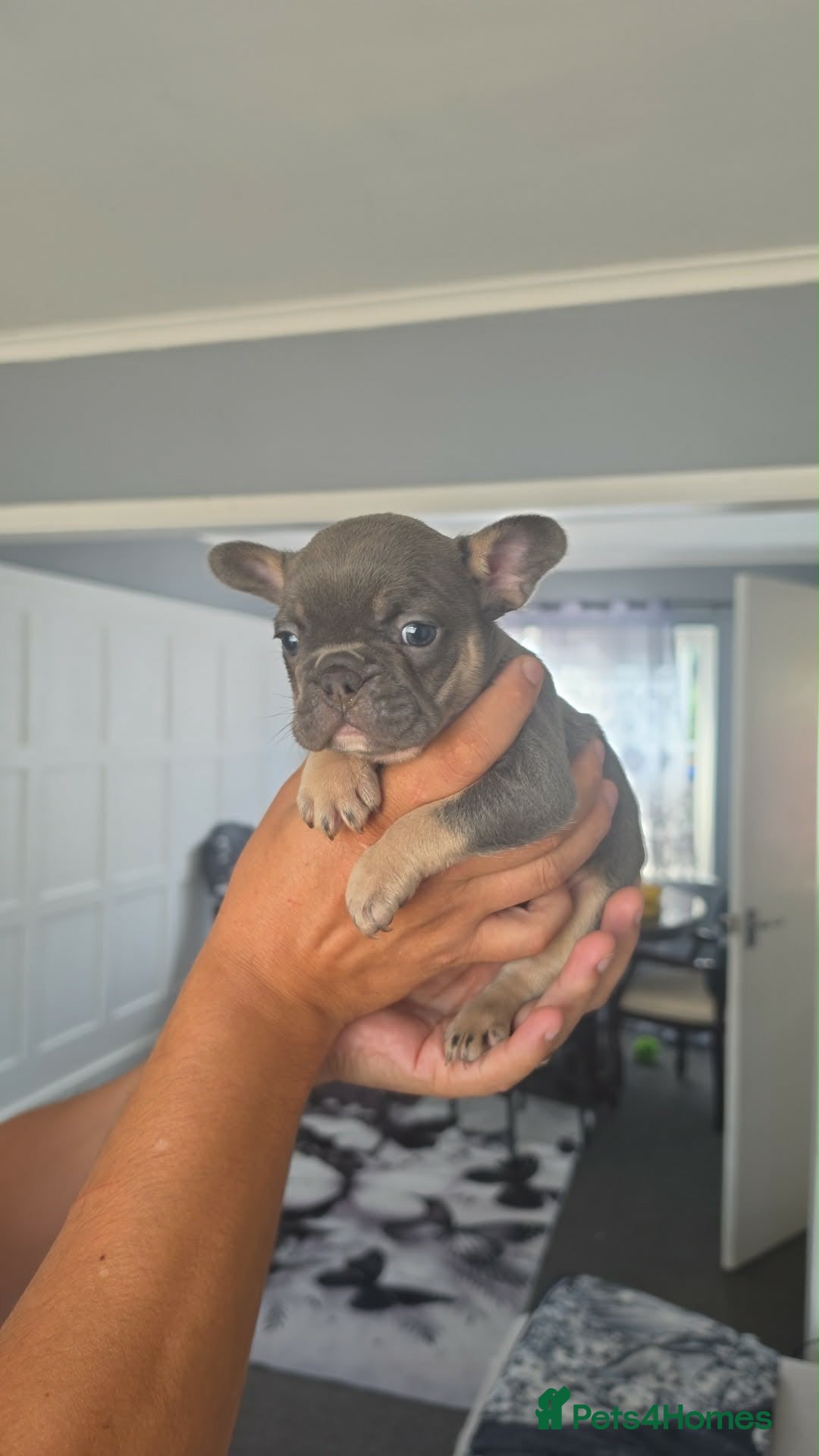 French Bulldog dogs French bulldog  - Advert 16
