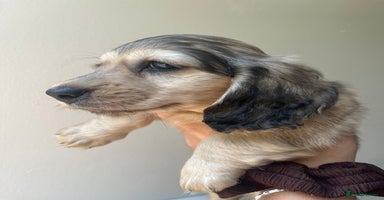 Miniature Dachshund dogs - Advert 3