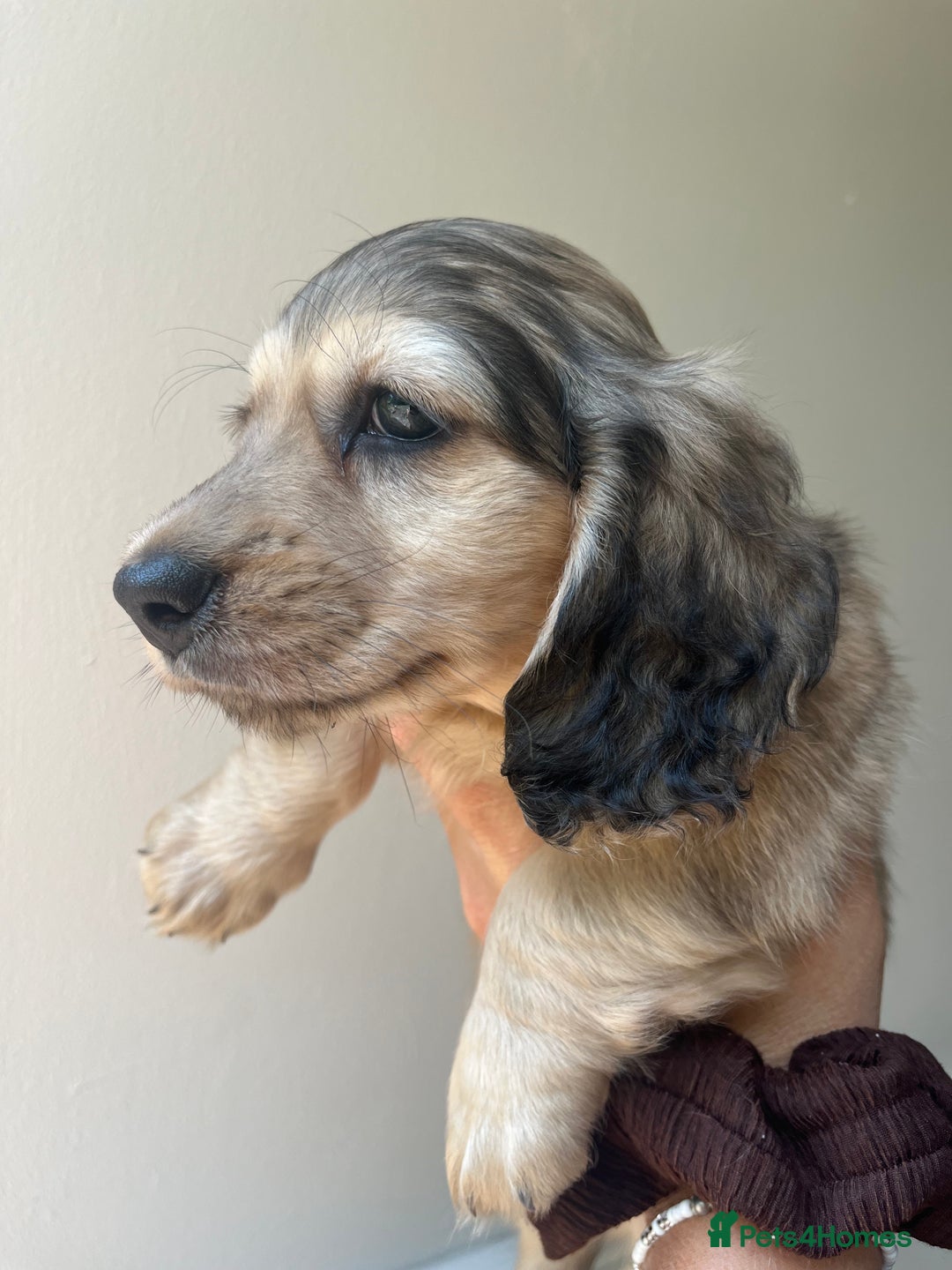 Miniature Dachshund dogs for sale: Highest quality champion line cream long haired  - Image 2