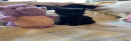 Mixed Breed cats for sale: Beautiful kittens with fantastic temperaments🐱 - Advert 7