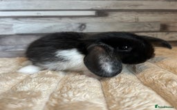 Mini Lop rabbits for sale: ⭐️Pure Breed Holland lops⭐️ - Image 13