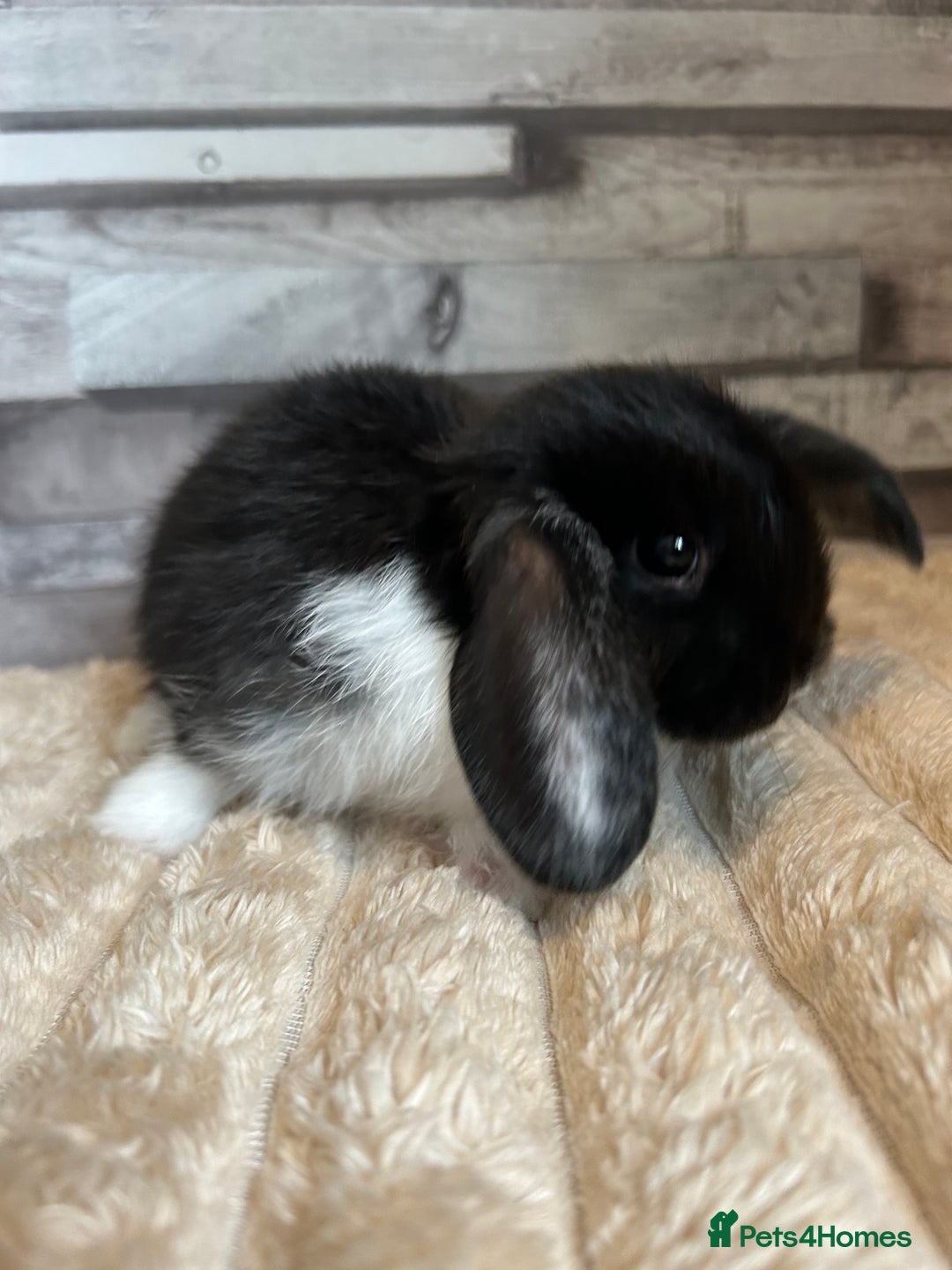Mini Lop rabbits for sale: ⭐️Pure Breed Holland lops⭐️ - Image 13
