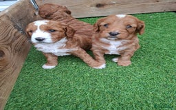 Mixed Breed dogs for sale: Cavapoo puppies  - Image 1