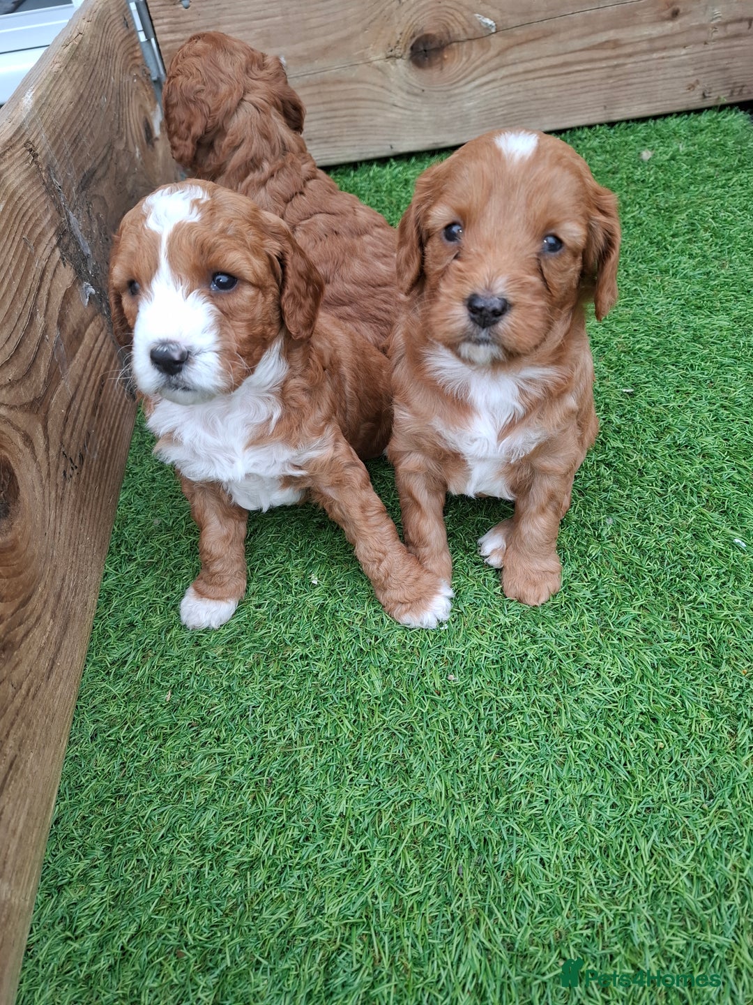 Mixed Breed dogs for sale: Cavapoo puppies  - Image 1