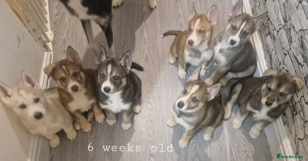 Siberian Husky dogs for sale: 1 beautiful girl left ❤️ ready now  - Advert 22