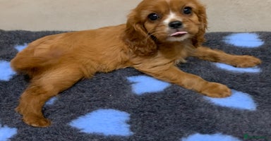 Cavalier King Charles Spaniel dogs - Advert 11