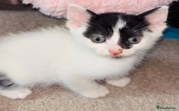 Mixed Breed cats for sale:  Beautiful Kittens For Sale !!! - Image 3