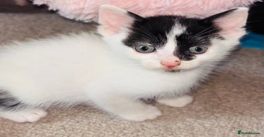 Mixed Breed cats - Advert 5