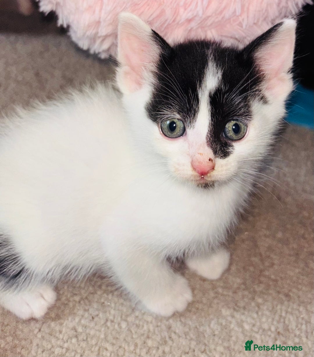 Mixed Breed cats for sale:  Beautiful Kittens For Sale !!! - Image 3