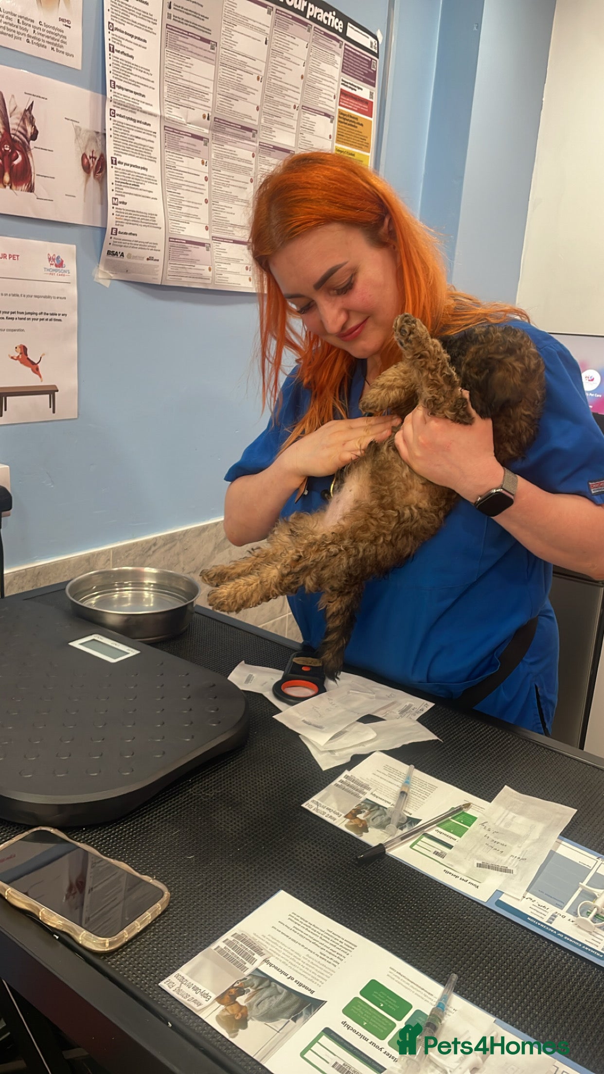 Poochon dogs for sale: Ready to leave NOW poochons🐶❤️ - Advert 8