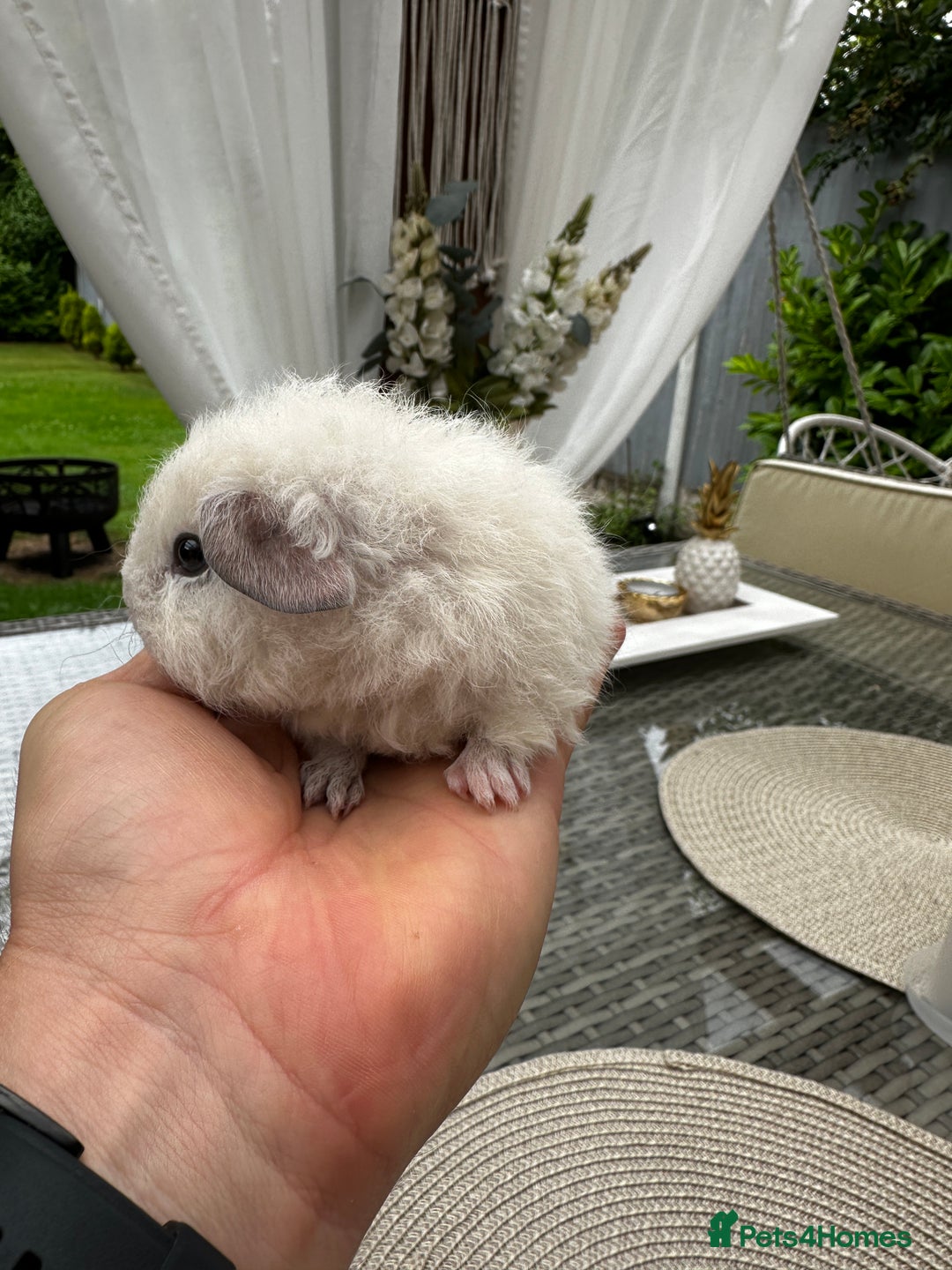 Guinea Pig rodents for sale: 4x lovely 4 weeks old boys born on 30.06.2025 in Leicester - Image 6