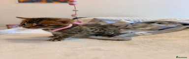 Bengal Kitten 3