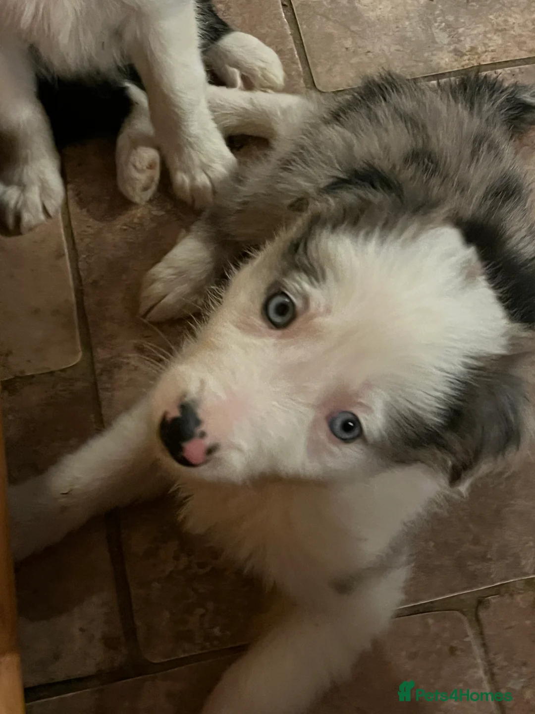 Border Collie dogs for sale: Border  collie pups. Mixed colours. - Advert 7