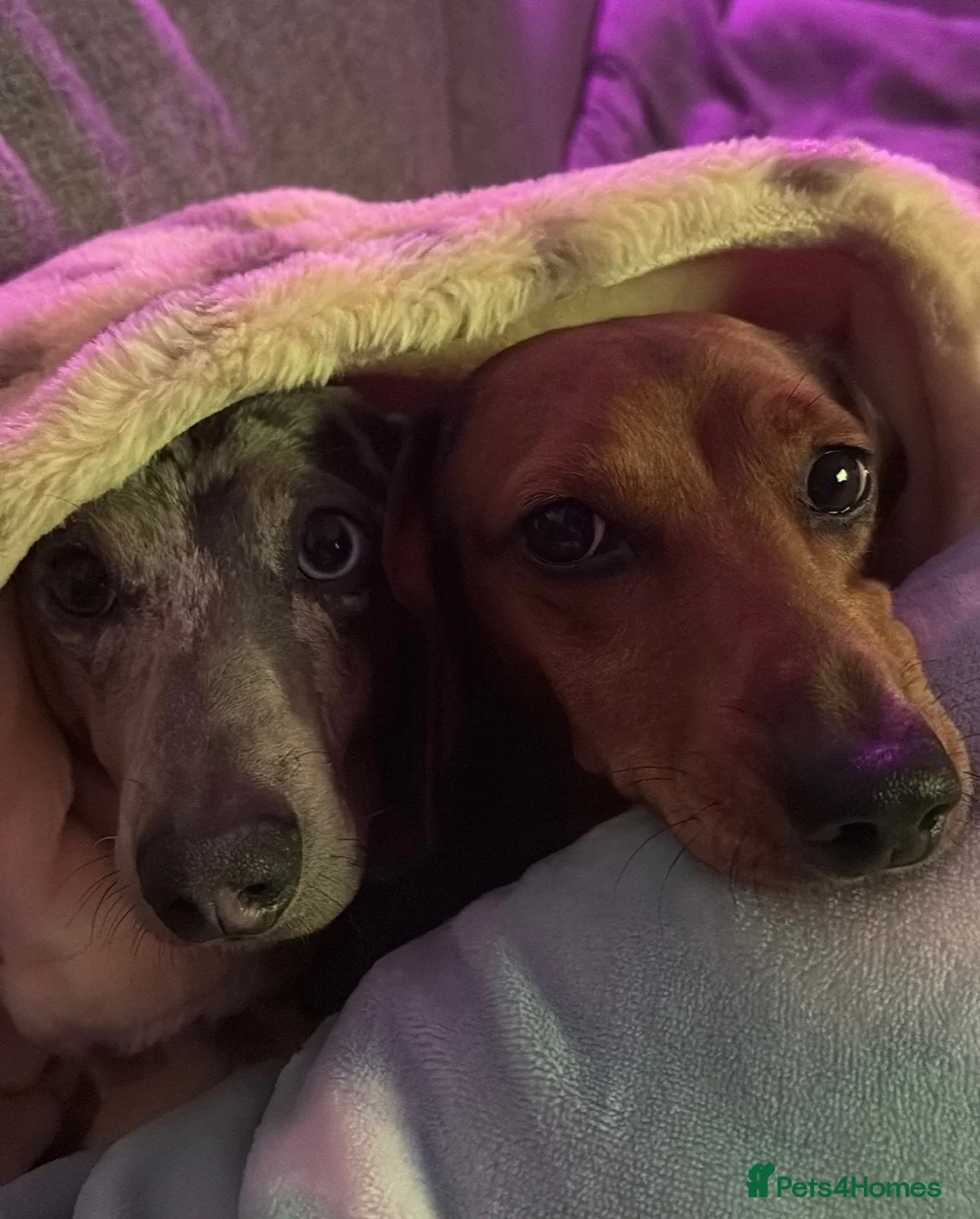 Dachshund dogs for sale: Loving Home Needed for Peppa & Paddy in Manchester - Advert 2