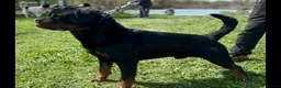 Rottweiler dogs for sale: KC-registered Rottweiler puppies - Advert 9