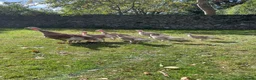 Turkeys poultry for sale: Bourbon Red Turkey poults for sale  in Scarborough - Advert 5