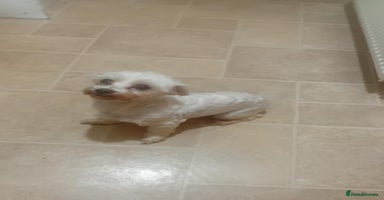 Maltipoo dogs - Advert 1