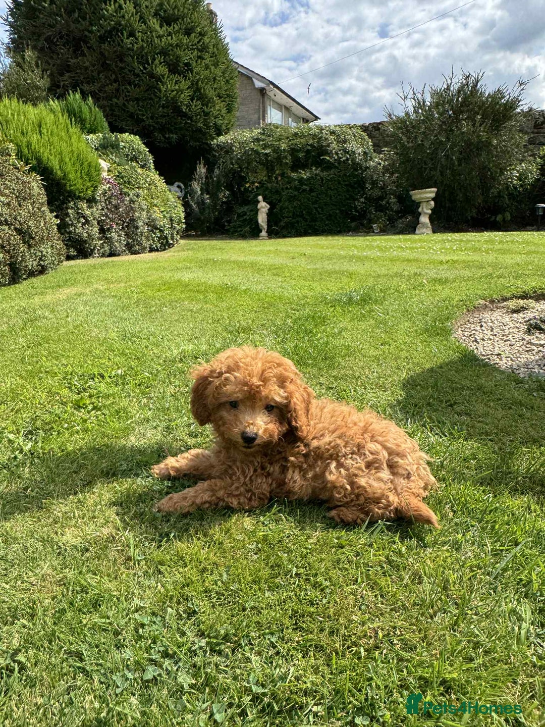 Toy Poodle dogs for sale: Toy poodle puppies looking for their forever home  - Image 8