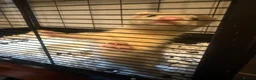 Ferret rodents for sale: Jill forsale  - Advert 5