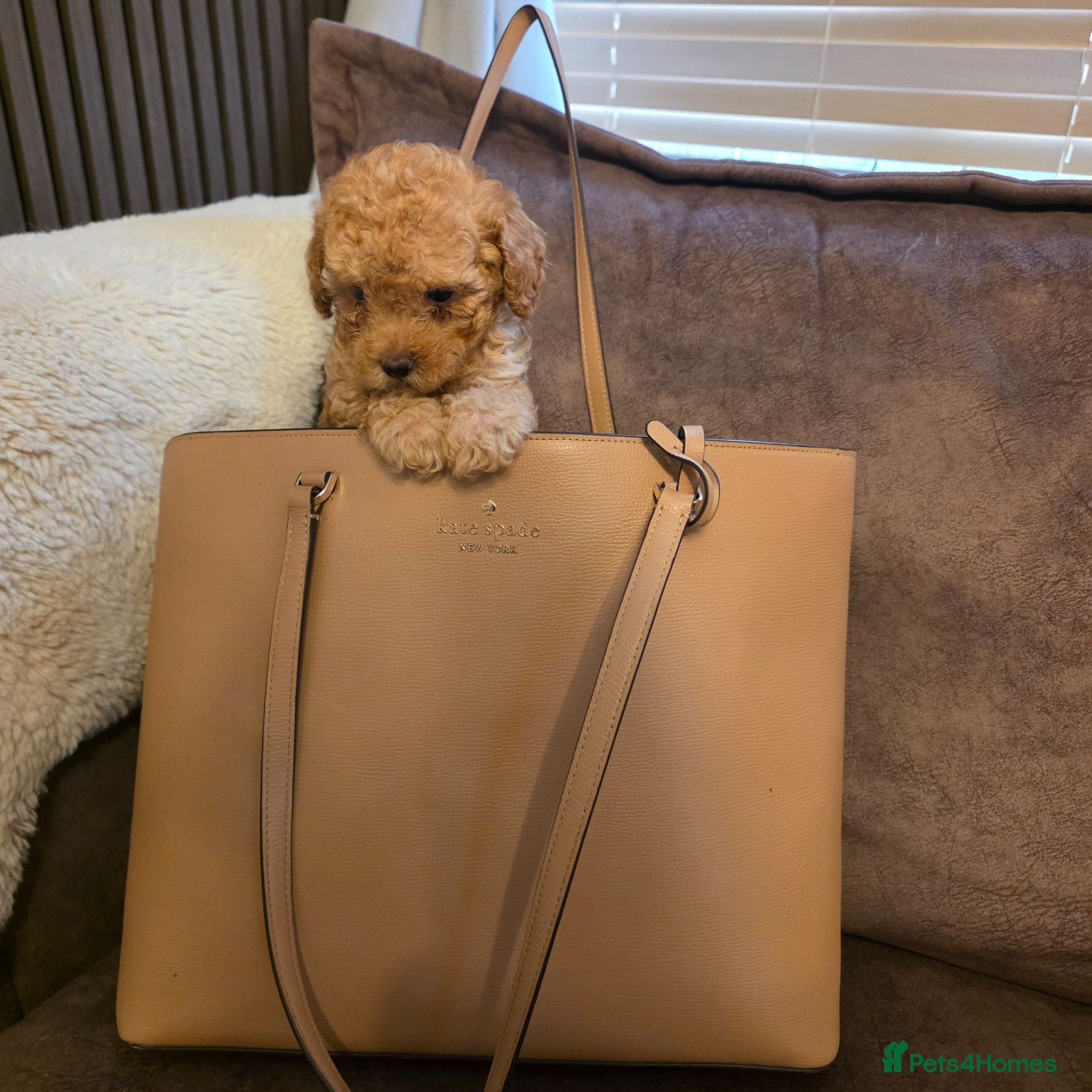 Toy Poodle dogs Toy poodle - Advert 5