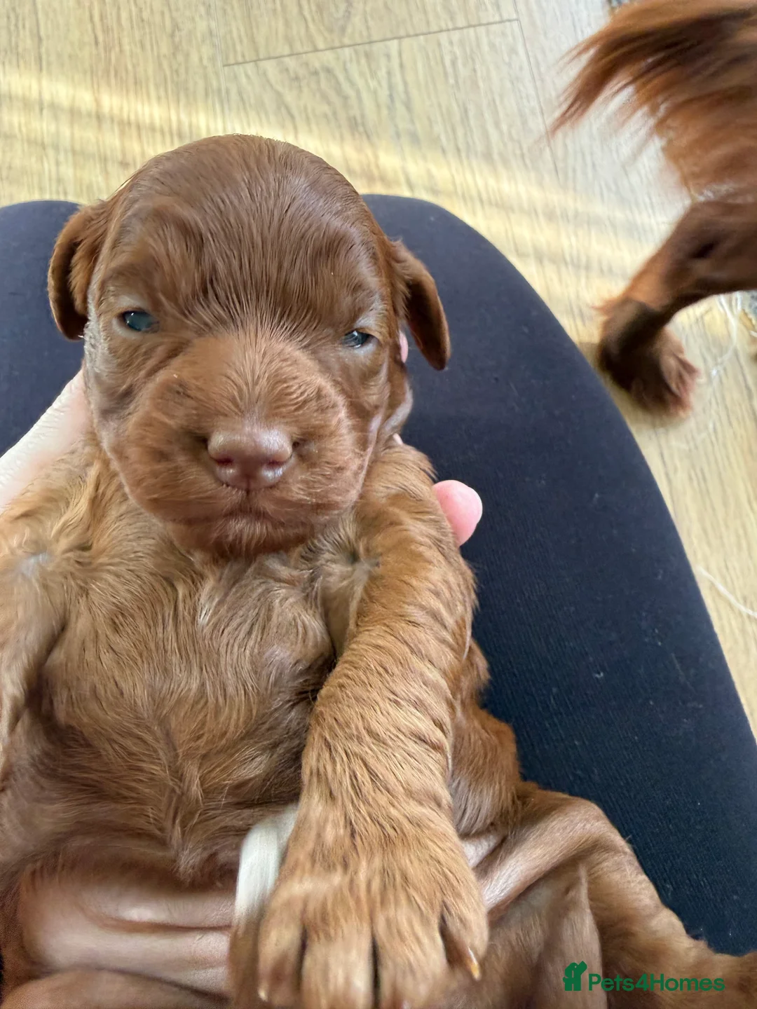 Cockapoo dogs for sale: Female Cockerpoo  - Advert 8