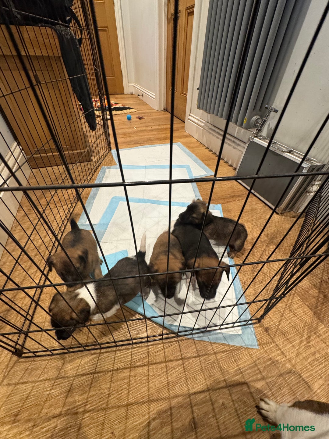 Jack Russell dogs for sale: Beautiful Stocky Short Terriers - Image 11