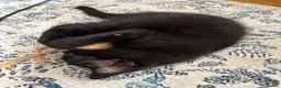 Mixed Breed cats for sale: Two Boys - Advert 5